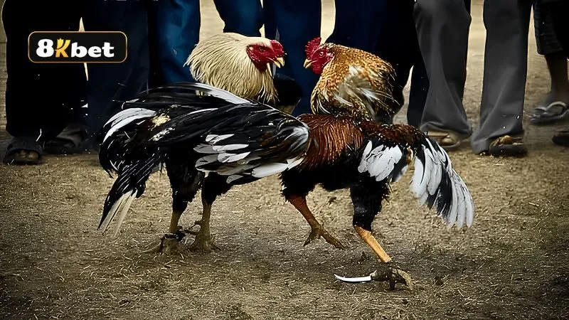 Bí quyết soi kèo đá gà cựa dao