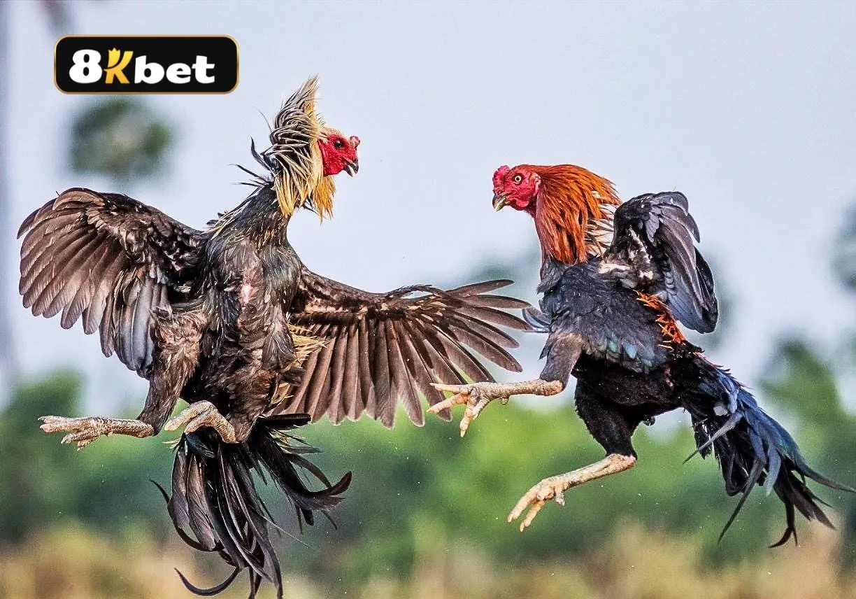 Đá gà tại Thomo luôn có tính minh bạch và tỷ lệ trả thưởng hấp dẫn