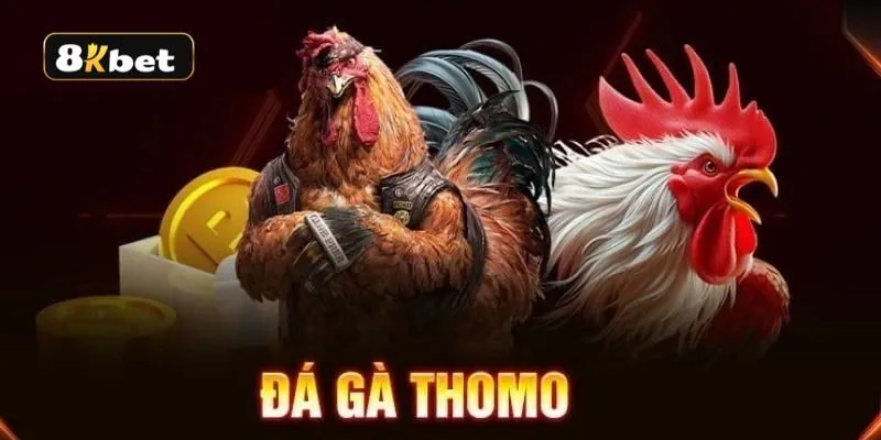 Đá gà Thomo là gì?