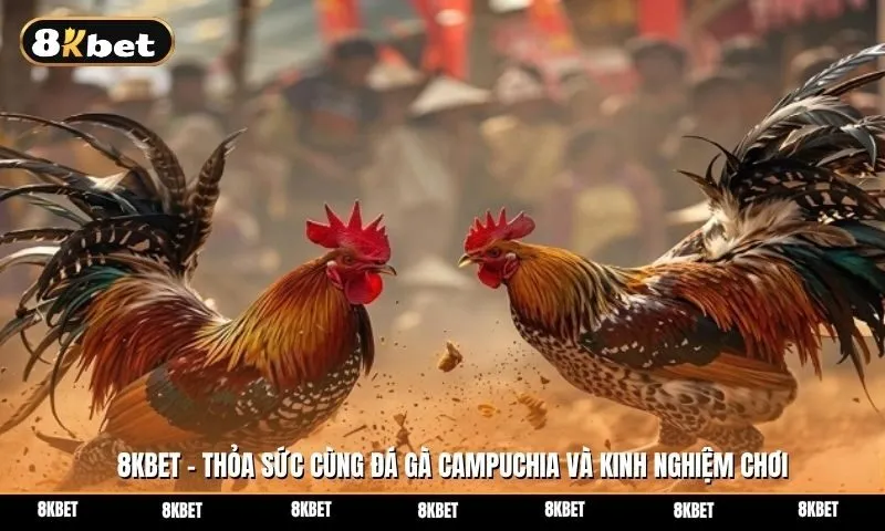 Khám phá đá gà Campuchia và kinh nghiệm soi kèo chơi