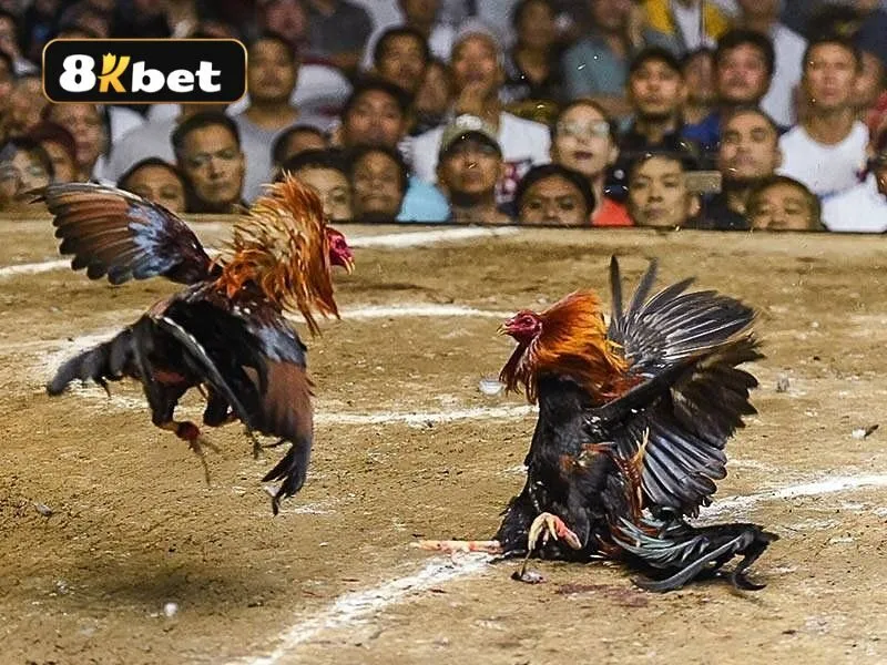 Khi tham gia đá gà trực tuyến Thomo cần lưu ý những gì?