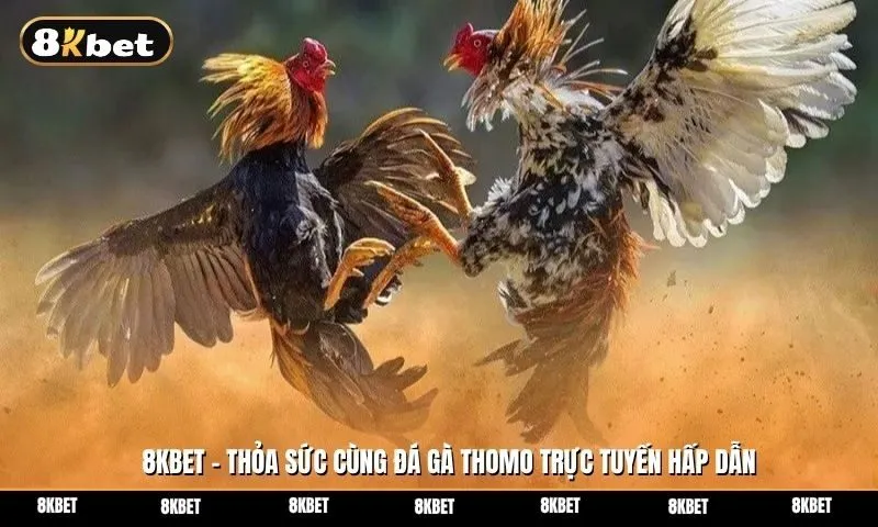 Kinh nghiệm đá gà cá cược Thomo đỉnh cao