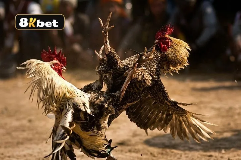 Luật chơi đá gà cựa dao