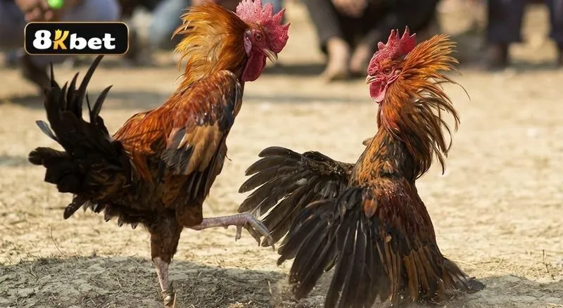 Luật chơi đá gà tại đấu trường Campuchia