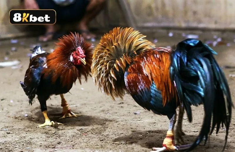 Trường đấu gà tại Campuchia thu hút nhiều người nhờ sự minh bạch và công bằng